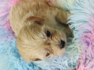 IMG_20260309_145837017 Puppy #1