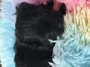 IMG_20260309_145928594_HDR Puppy #1