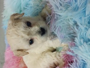 IMG_20260309_150248441 Puppy #1